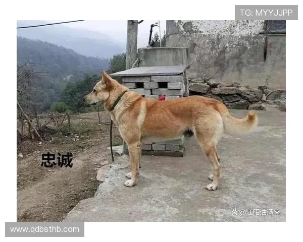 埃琳·安德森家的狗都比你年薪高